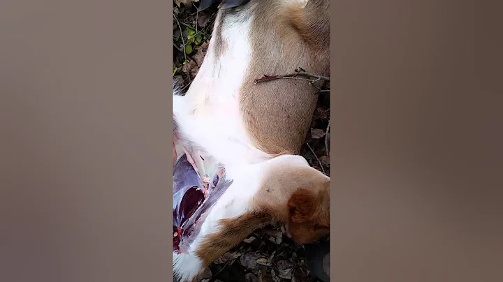 Basics on how to gut a deer