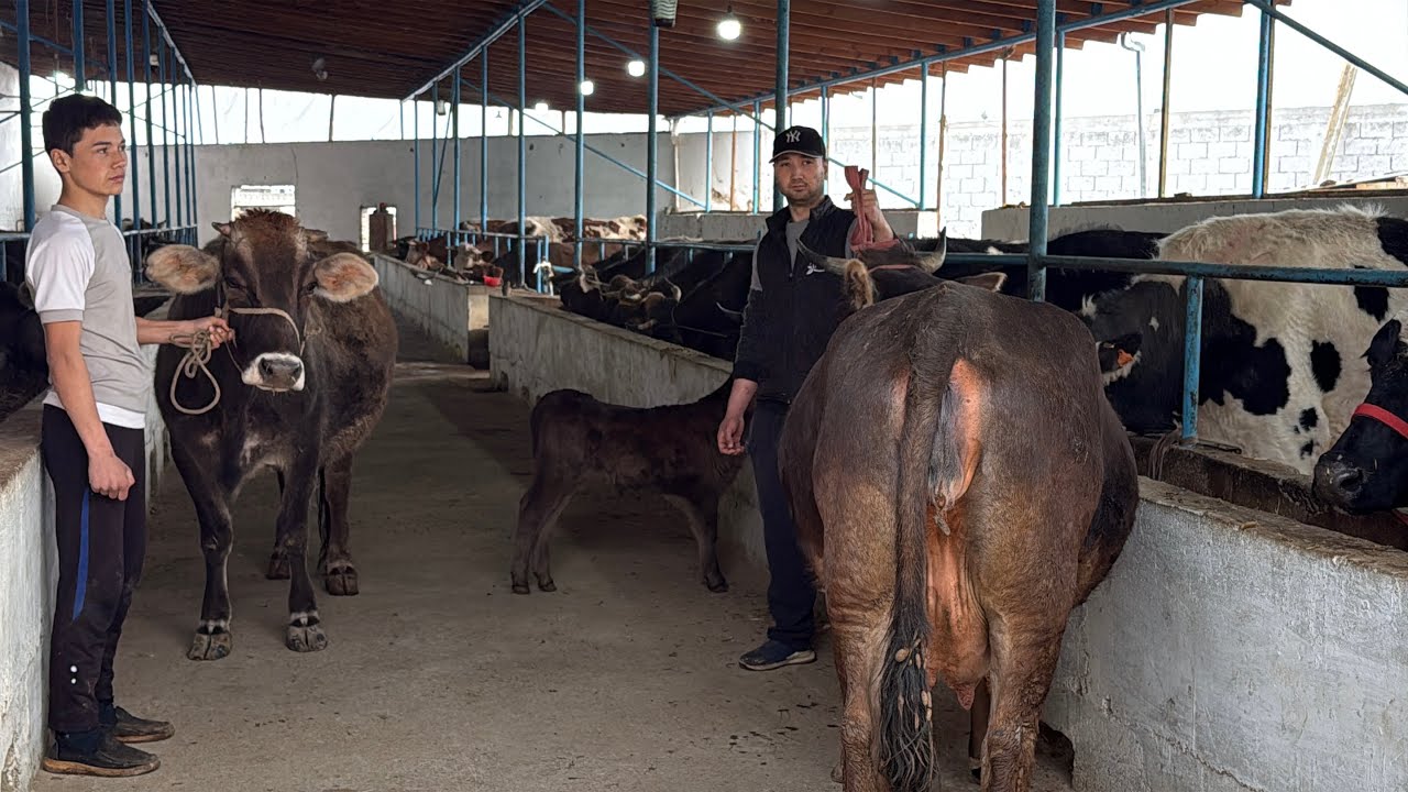 Iskandar ukamizdan buġoz ona bola sigirlar Shved Ras hamda Golishten porodalar kech qolmang 