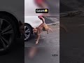 Cat drift 🐈 😻  #funnycats #catofinstagram