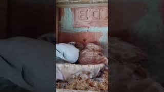 Pigeon Short Video ( Feeding baby pigeon # - SHORT )