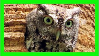 Eastern Screech-Owl Song! Eastern Screech-Owl Sound Singing! - Autillo Yanqui Canto - Megascops Asio