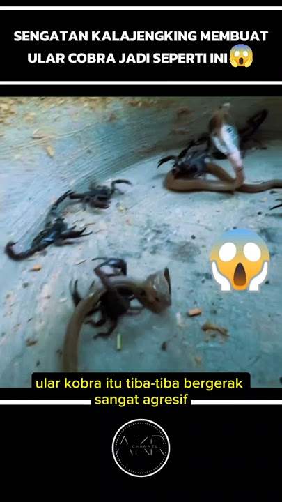 SENGATAN KALAJENGKING BIKIN ULAR COBRA LARI DAN LEMAS⁉️😱#shorts