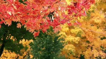 Maple leaves | Free HD Video Background | TN VFX