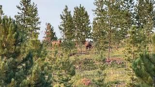 Elk Bull and Cows in Black Hills 3