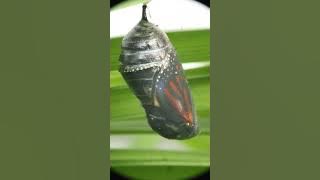 Monarch Butterfly Chrysalis, hatching soon?? Nine mins on. Any abdominal motion? 08-29-2025, 5:28pm.