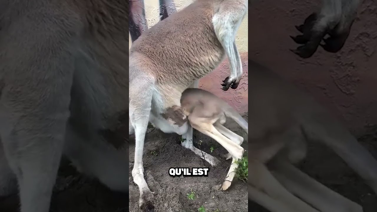 Voici La Vie Incroyable D Un Kangourou B 