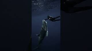 Tiger Shark Comes From Below😱 #shark #sharks #tigershark #sharkdiving 📷: mermaid.kayleigh