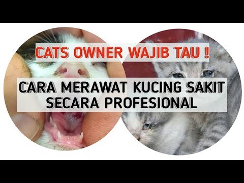 Video: Apa Yang Perlu Dilakukan Sekiranya Kucing Sakit