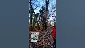 Омела на Рождество - красивая традиция.