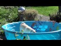Pug in a Pool