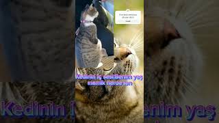 Lan Benim Yaş Mamik Nerde