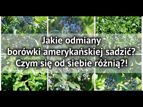 Wideo: Do czego służy ekstrakt z liści borówki?