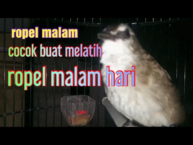 burung trucukan ropel ngotot dimalam hari cocok buat masteran ropel malam class=