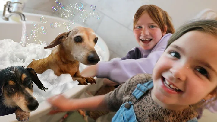 DOG SPA with Navey & Adley!!  Jenny's Surprise opening pitch! Olive & Koopa at a real Baseball Game