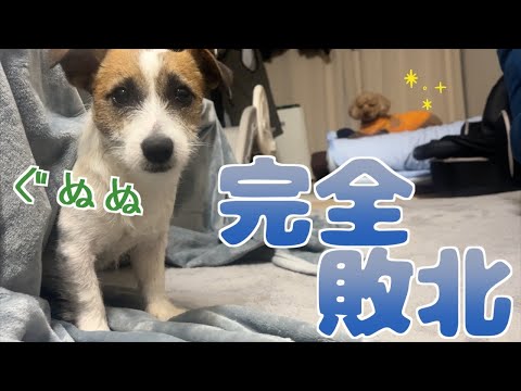 Complete defeat] A dog who keeps complaining about his toy