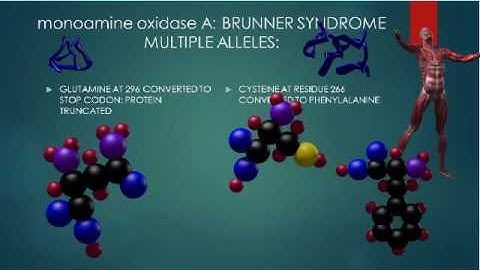 MONOAMINE OXIDASE A INHERITANCE: MULTIPLE ALLELES