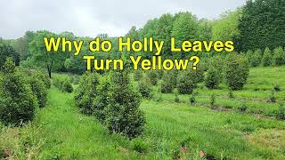 Why do Holly Leaves Turn Yellow in the Spring and Fall Off