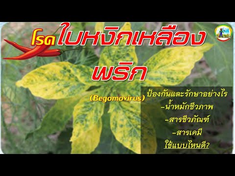 โรคใบหงิกเหลืองพริก (Begomovirus)