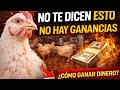 Gana criando Pollos de engorde