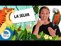 Cuestionario sobre las Selvas