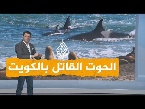 فيديو: تحقق من أوبرا في جزيرة أوركا الجديدة المهرب