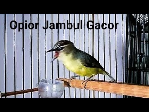 Opior Jambul Gacor Youtube