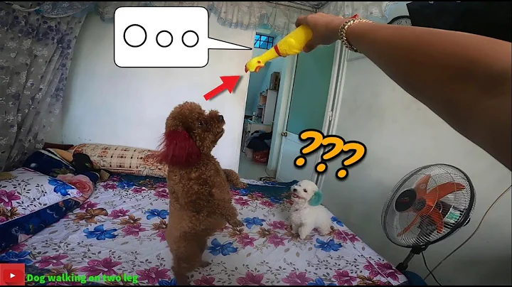 The battle between two Dog walking on two feet Su xí xọn and chicken |Dog walking on two leg