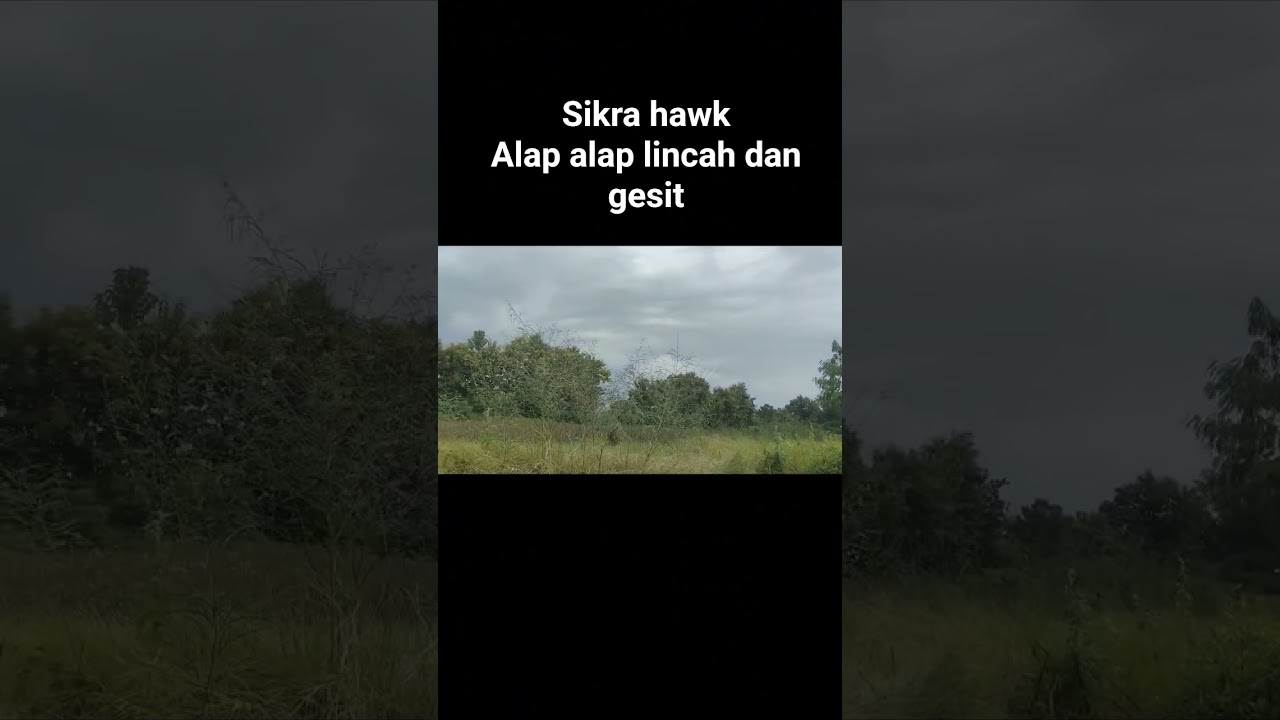 sikra hawk hunting 