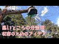 【日本ミツバチ】高いところの分蜂球🌳🐝💨ムリなく捕獲するために👏👏💫