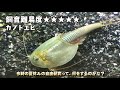 【カブトエビ飼育】9年前の飼育セットの水替え後の様子と、新品飼育セットの立ち上げ!