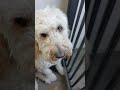 Dogs Crazy Pack Of Dogs Hello Doggies Puppy 2025 Dogs Crazy Pack Of Dogs Hello Doggies Puppy 2025