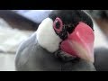 桜文鳥ほーちゃん「ポピ、ポピポピチョ」 さえずり詰め合せセット 文鳥動画 Java Sparrow movie