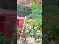Slowlivinglife#ytshorts #slowliving #sustainableliving #naturalfarming #earthandeffort