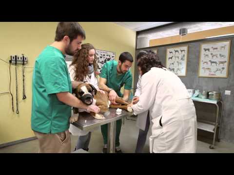 Vídeo: Farmàcia De L’hospital Animal: Entendre Què Hi Ha A La Medicina De La Vostra Mascota
