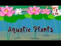 Aquatic Plants | Choosing the Right Outfit | 2D Animation by Ratna Sagar