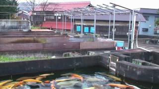 Jumbo Koi Big Girls.mov