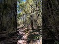 Warrandyte State Park #Victoria #Australia #outback #bushwalk #nature #asmr #trails #travel #outdoor