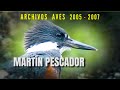 MARTÍN PESCADOR - Archivos Aves 2005 - 2007
