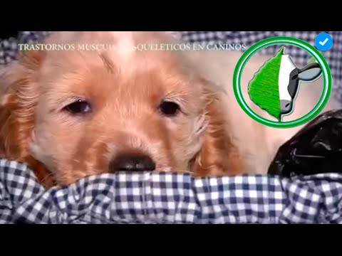 Video: Enfermedad Por Contracción Muscular (mioclono) En Perros