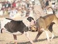 Two brothers bully kutta ragu  cobra pakistani mastiff clash