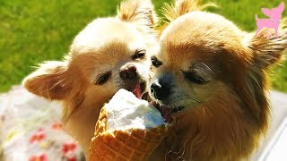 Cute Chihuahua Dogs Eating Ice Cream (in Slow Motion!)