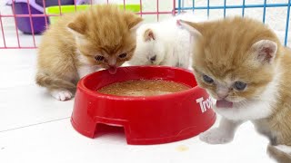 Kittens try wet food for the first time | Unexpected reaction of kittens by Funny Kittens Video 2,027 views 3 months ago 2 minutes, 57 seconds