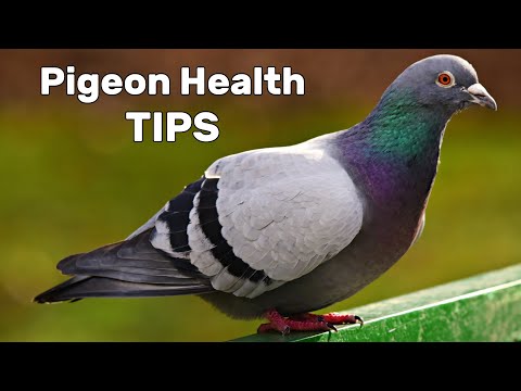 Pigeon Diseases and Treatment