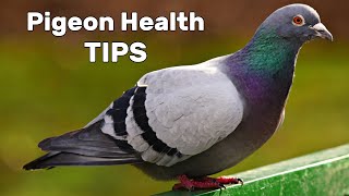 Pigeon Diseases and Treatment
