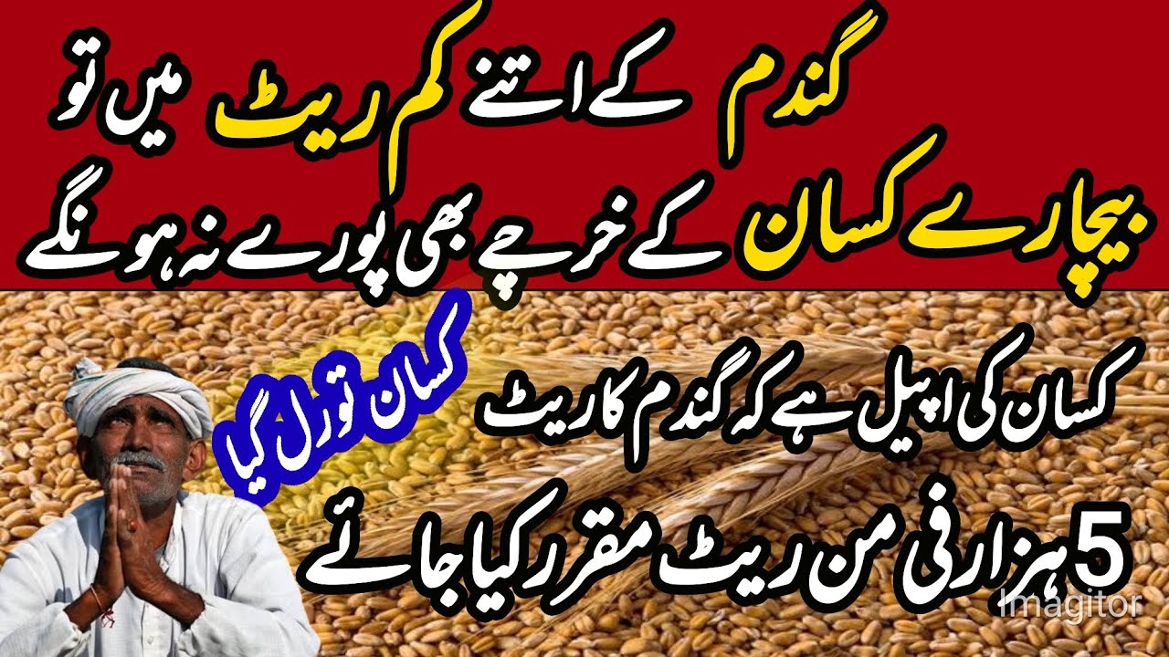 wheat price in Pakistan 2024 | wheat support price 2024 | Gundam ka ...