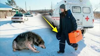Волчица умоляла медсестру о помощи, ведь в лесу умирал её волчонок!