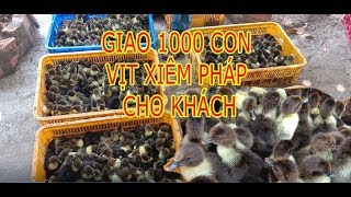 Vịt xiêm Pháp (Ngan Pháp) thịt 1 ngày tuổi