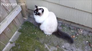 Ragdoll Cats Charlie and Trigg Outside in February 2017 Compilation  - ねこ - = ネコ - Floppycats