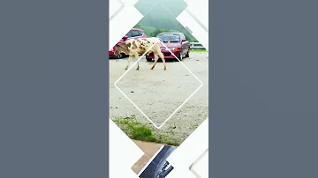Lembu 
