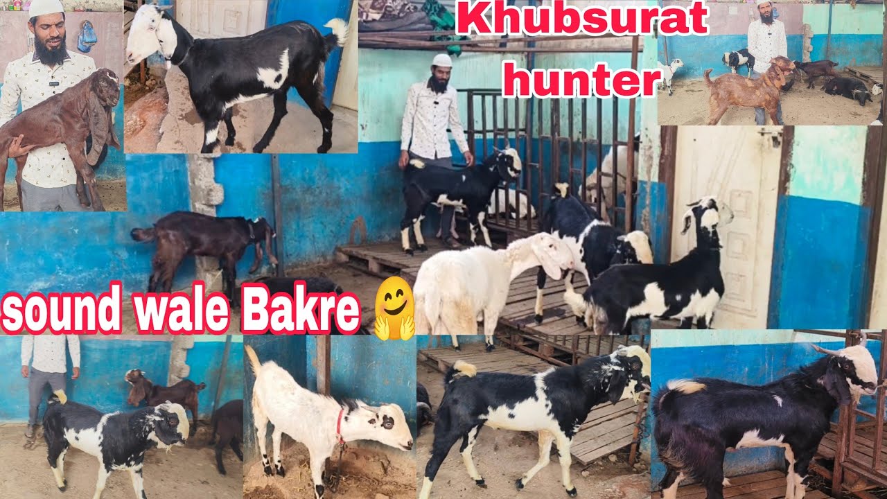 Sound wale Bade Bakre desi Malwa hai Hyderabadi Gujari male available in Hyderabad 